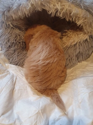 Maltipoo kiskutyák 3.oltással-chippel - kép 7