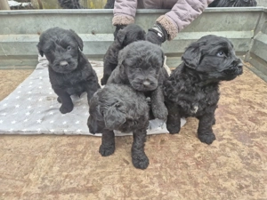 Fekete Óriás Schnauzer kiskutyák eladók - kép 6