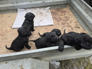 Fekete Óriás Schnauzer kiskutyák eladók - kép 2