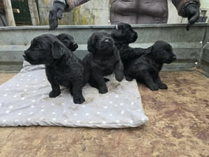 Fekete Óriás Schnauzer kiskutyák eladók - kép 5