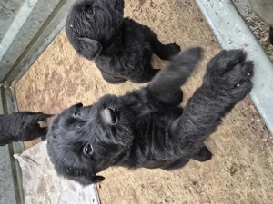 Fekete Óriás Schnauzer kiskutyák eladók - kép 4