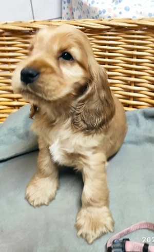 Angol Cocker Spániel kölykök eladók! - kép 4