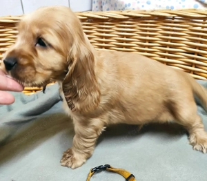 Angol Cocker Spániel kölykök eladók! - kép 2