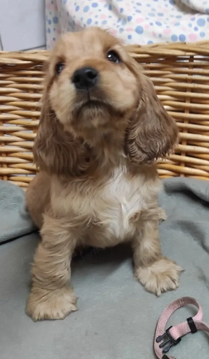 Angol Cocker Spániel kölykök eladók! - kép 3