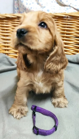 Angol Cocker Spániel kölykök eladók! - kép 5