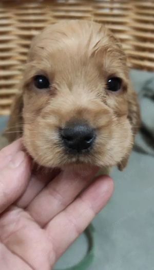 Angol Cocker Spániel kölykök eladók! - kép 7