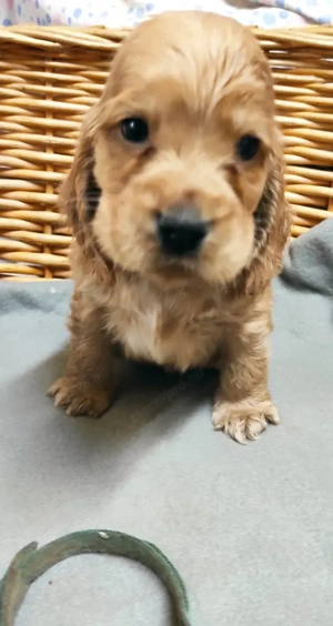 Angol Cocker Spániel kölykök eladók! - kép 8