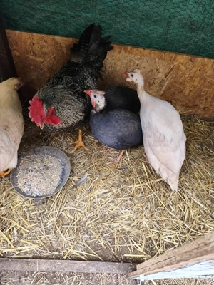 Eladó tyúk és gyöngytyúk - kép 3