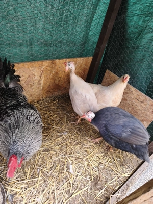 Eladó tyúk és gyöngytyúk - kép 2