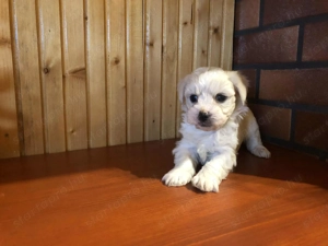 Eladó Bichon Havanese kiskutya - kép 5