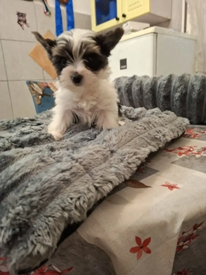 Gyönyörű mini bíweryorki babák.