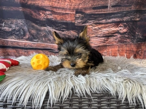 Yorki kiskutyák gazdit keresnek - kép 2