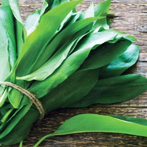 Marciustól medvehagyma eladó - kép 4