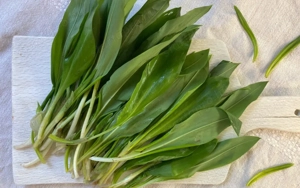 Marciustól medvehagyma eladó - kép 5