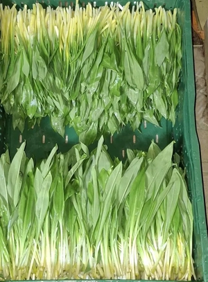 Marciustól medvehagyma eladó - kép 2