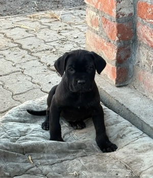 cane corso kislanyok - kép 2