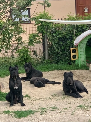 cane corso kislanyok - kép 5
