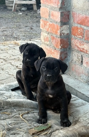 cane corso kislanyok - kép 3