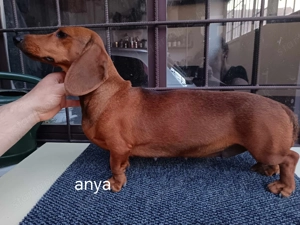 Tacskó kiskutya - kép 4