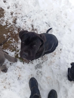 Canecorsopuppy elérhető  - kép 5