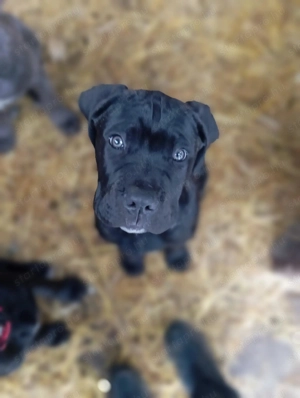 Canecorsopuppy elérhető  - kép 2