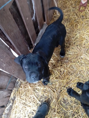 Canecorsopuppy elérhető  - kép 3