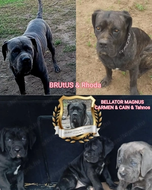 Canecorsopuppy elérhető  - kép 6