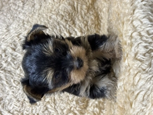 Mini yorki kiskutyák  - kép 2