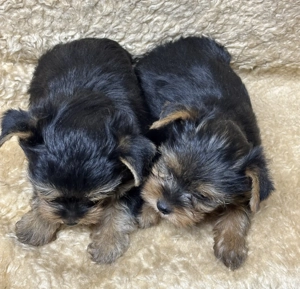 Mini yorki kiskutyák  - kép 4