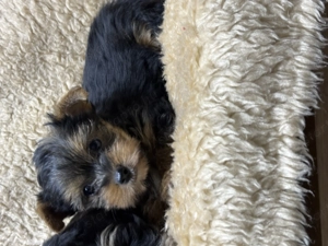 Mini yorki kiskutyák  - kép 3