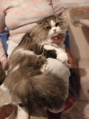 Perzsa kandurka eladó!! - kép 3