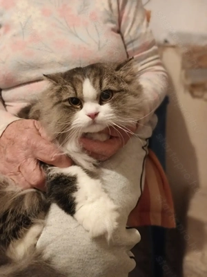 Perzsa kandurka eladó!! - kép 2