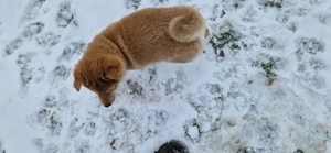 Shiba inu babák - kép 2