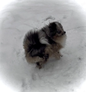 Pomerániai törpe spitz - kép 3