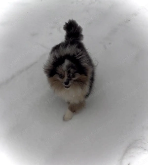 Pomerániai törpe spitz - kép 2