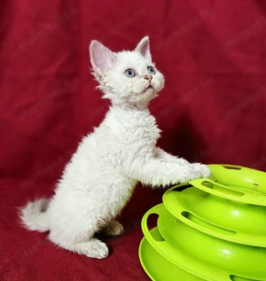 Foglalhatók a Selkirk King tenyészetből Selkirk Rex göndör szőrű cica babák.  - kép 5