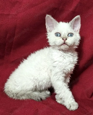 Foglalhatók a Selkirk King tenyészetből Selkirk Rex göndör szőrű cica babák.  - kép 2