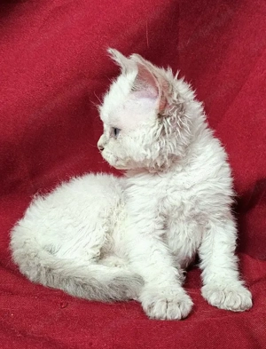 Foglalhatók a Selkirk King tenyészetből Selkirk Rex göndör szőrű cica babák.  - kép 3