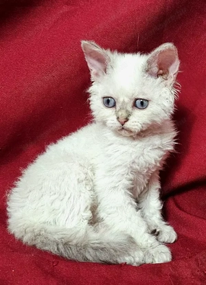 Foglalhatók a Selkirk King tenyészetből Selkirk Rex göndör szőrű cica babák.  - kép 4