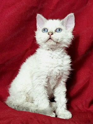 Foglalhatók a Selkirk King tenyészetből Selkirk Rex göndör szőrű cica babák.  - kép 8