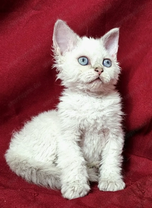 Foglalhatók a Selkirk King tenyészetből Selkirk Rex göndör szőrű cica babák.  - kép 7