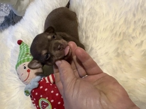 csokolade színű Csivava kisfiu és kislány - kép 2