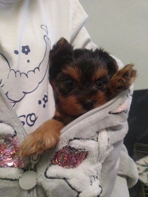 Yorki lányok szürke cser szülők  - kép 2