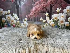 Maltipoo kiskutyák gazdit keresnek - kép 2