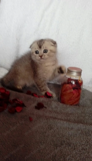 Skót lógófülű kiscicák előjegyezhetőek - kép 2