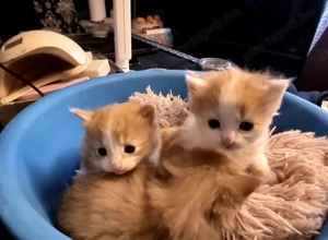 Perzsa és Manie Coon 2 -hetes macskák. - kép 4