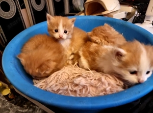 Perzsa és Manie Coon 2 -hetes macskák. - kép 3