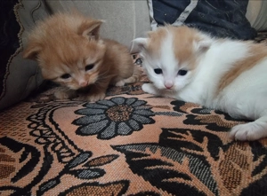 Perzsa és Manie Coon 2 -hetes macskák. - kép 2