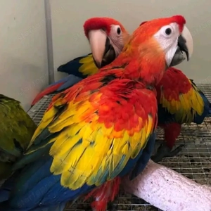 Termékeny papagájtojások és papagájfiókák kaphatók. - kép 2