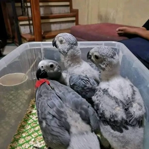 Termékeny papagájtojások és papagájfiókák kaphatók. - kép 5